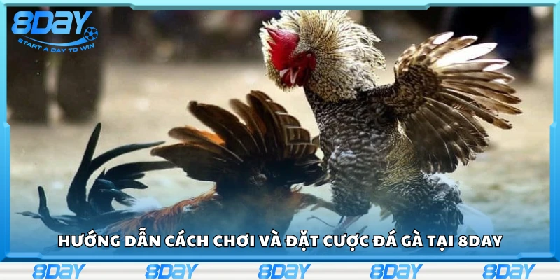 Chi tiết cách chơi và đặt cược đá gà