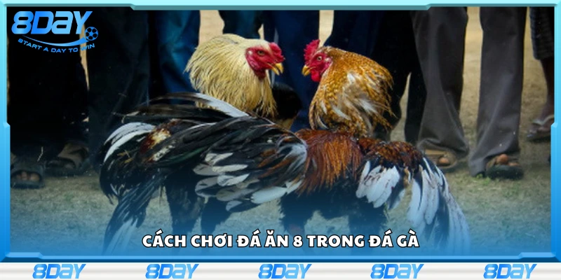 Hướng dẫn cách chơi đá ăn 8 trong đá gà